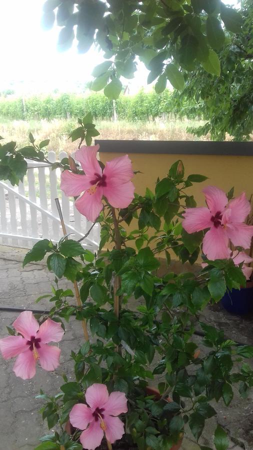 Burai Vendeghaz Hotel Villany Bagian luar foto